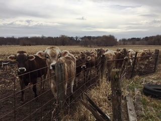 Gibralter Farms